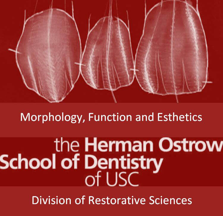 Dental Morphology Function and Esthetics